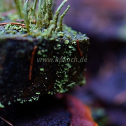 Pilze & Macro